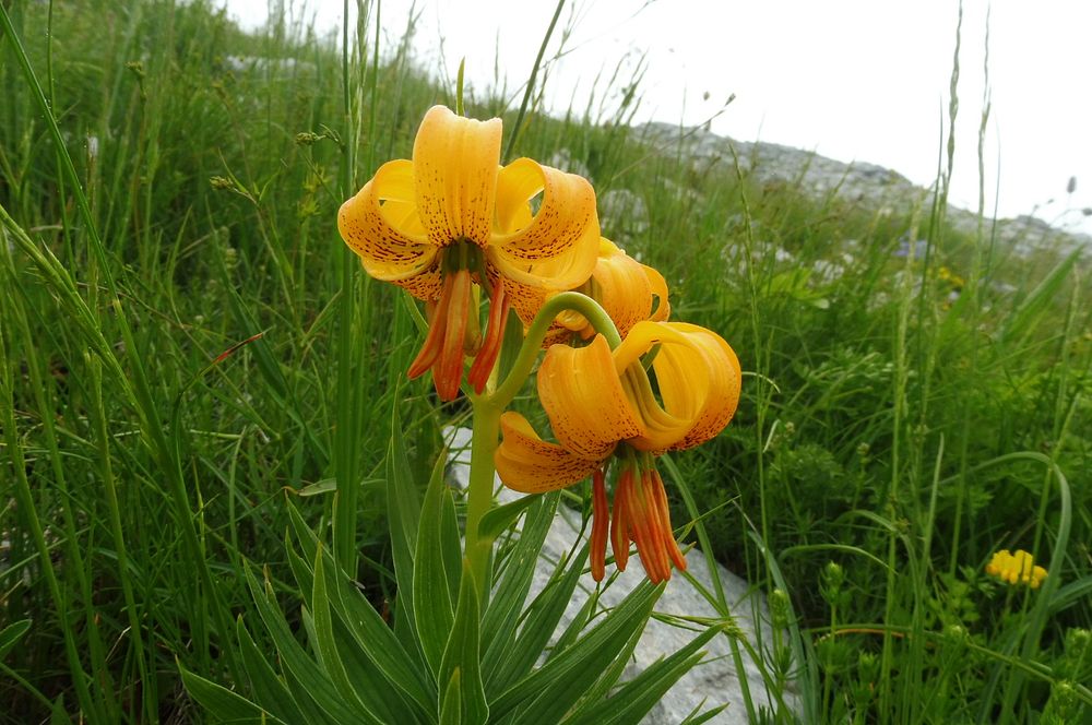 Kytičkový zájezd do pohoří Velebit a do Dalmácie.