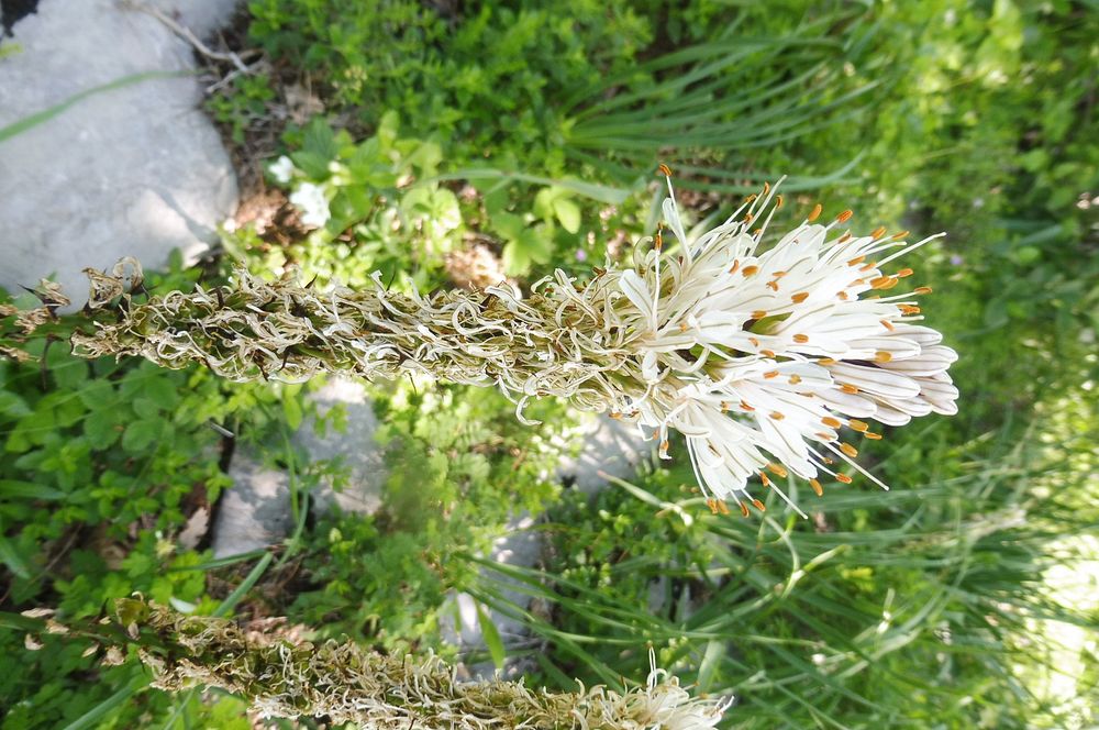 Kytičkový zájezd do pohoří Velebit a do Dalmácie.