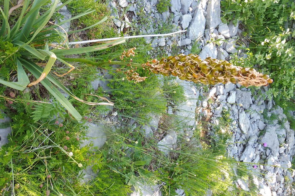 Kytičkový zájezd do pohoří Velebit a do Dalmácie.