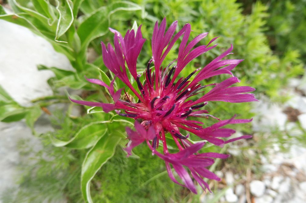 Kytičkový zájezd do pohoří Velebit a do Dalmácie.