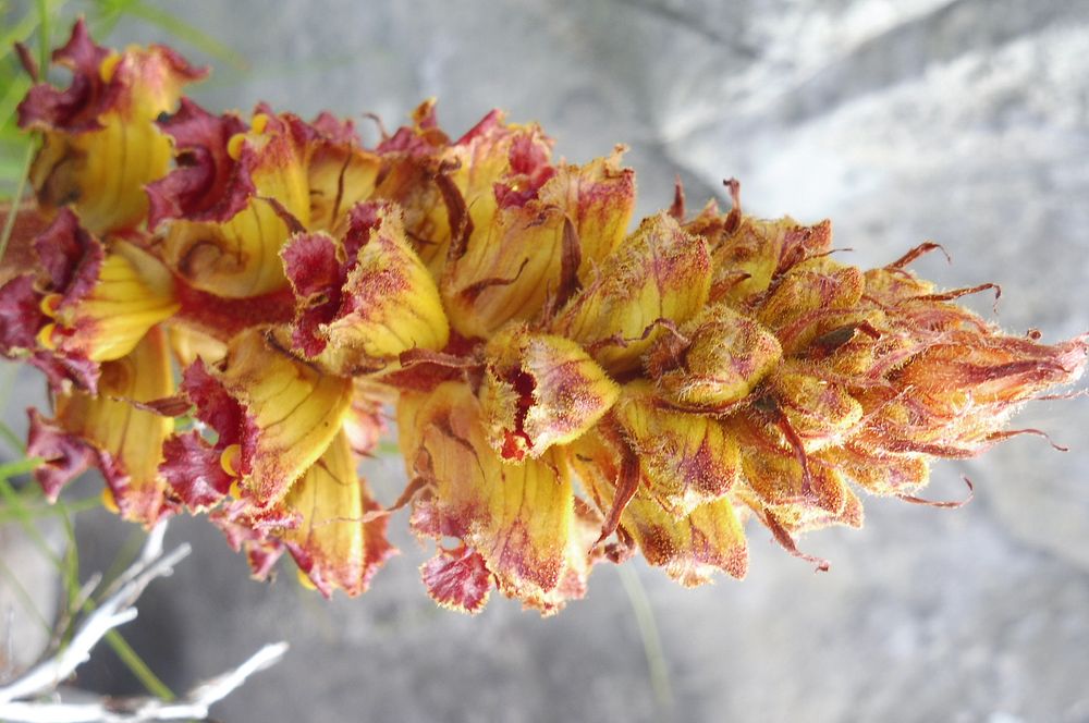 Kytičkový zájezd do pohoří Velebit a do Dalmácie.