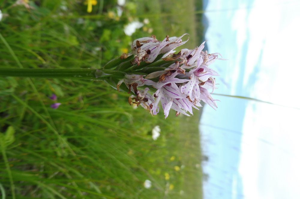 Kytičkový zájezd do pohoří Velebit a do Dalmácie.