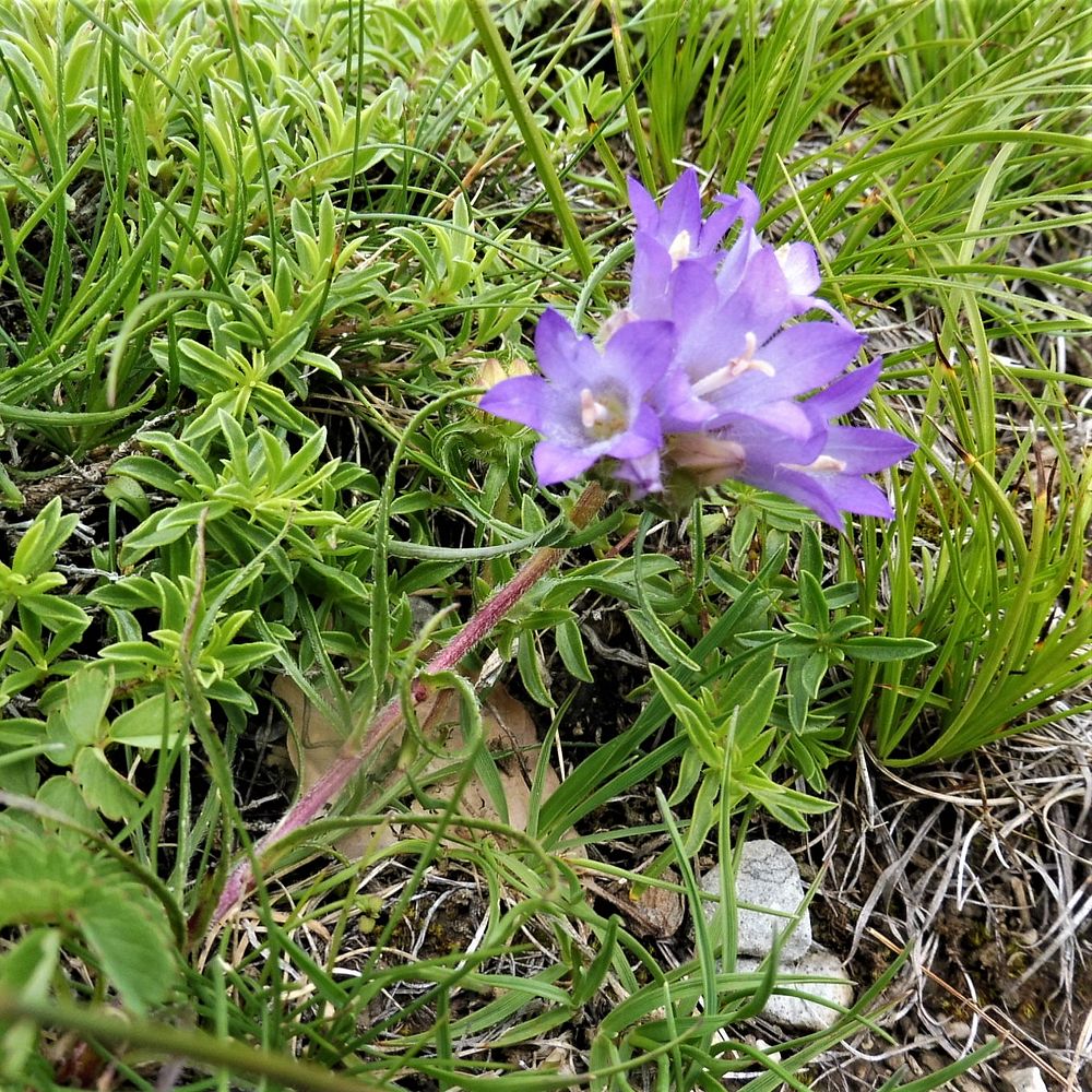 Kytičkový zájezd do pohoří Velebit a do Dalmácie.