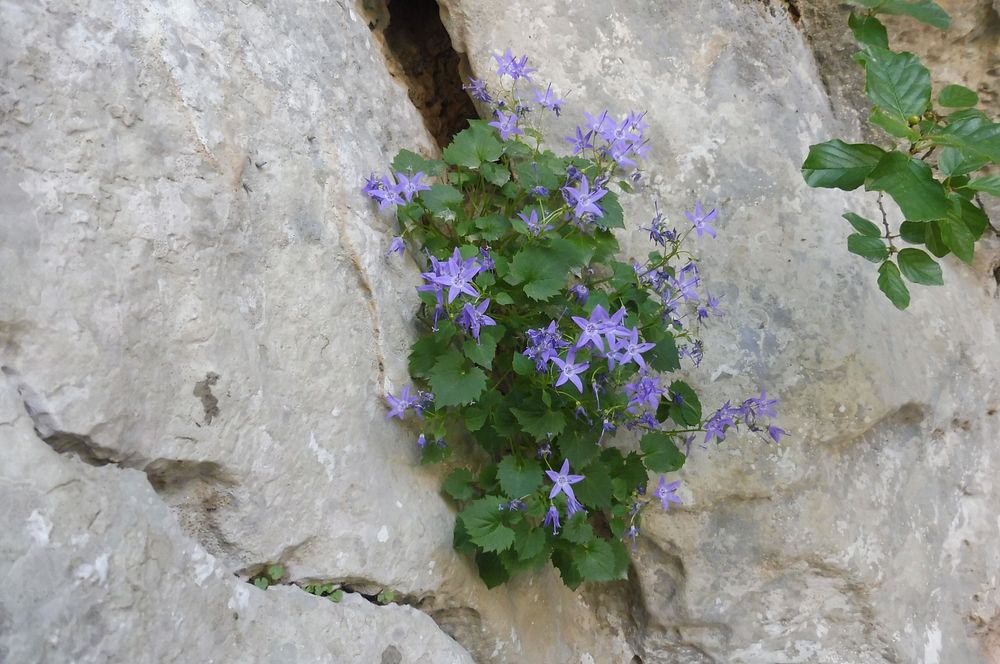 Kytičkový zájezd do pohoří Velebit a do Dalmácie.