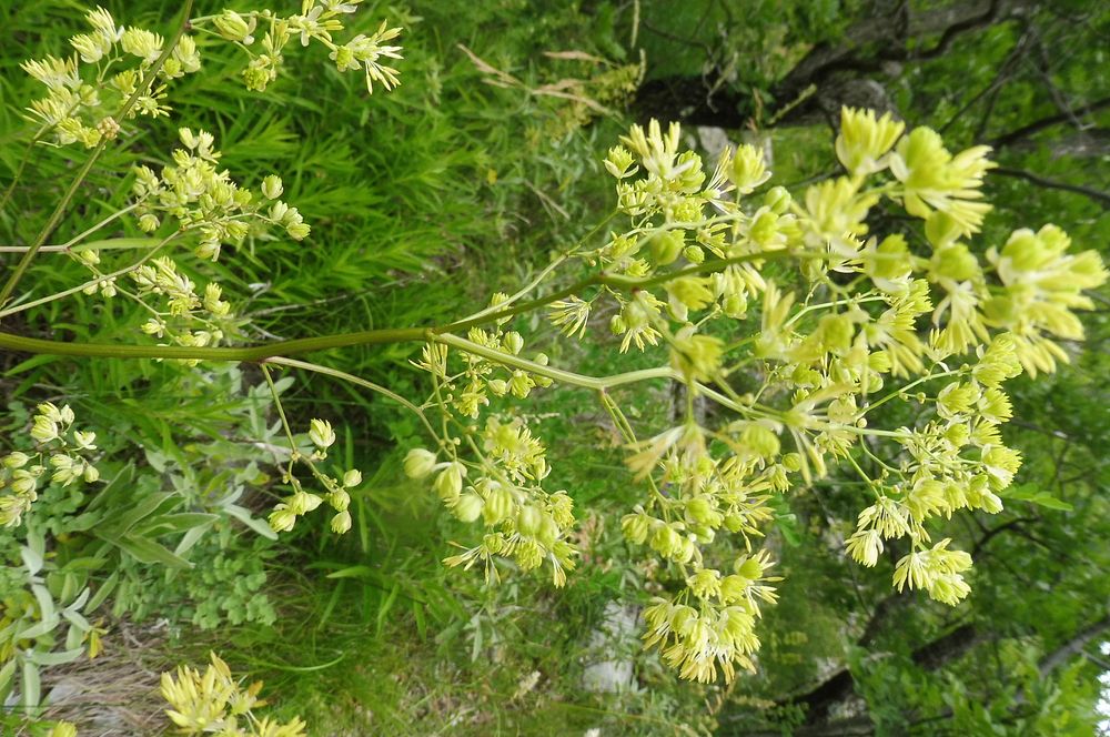 Kytičkový zájezd do pohoří Velebit a do Dalmácie.
