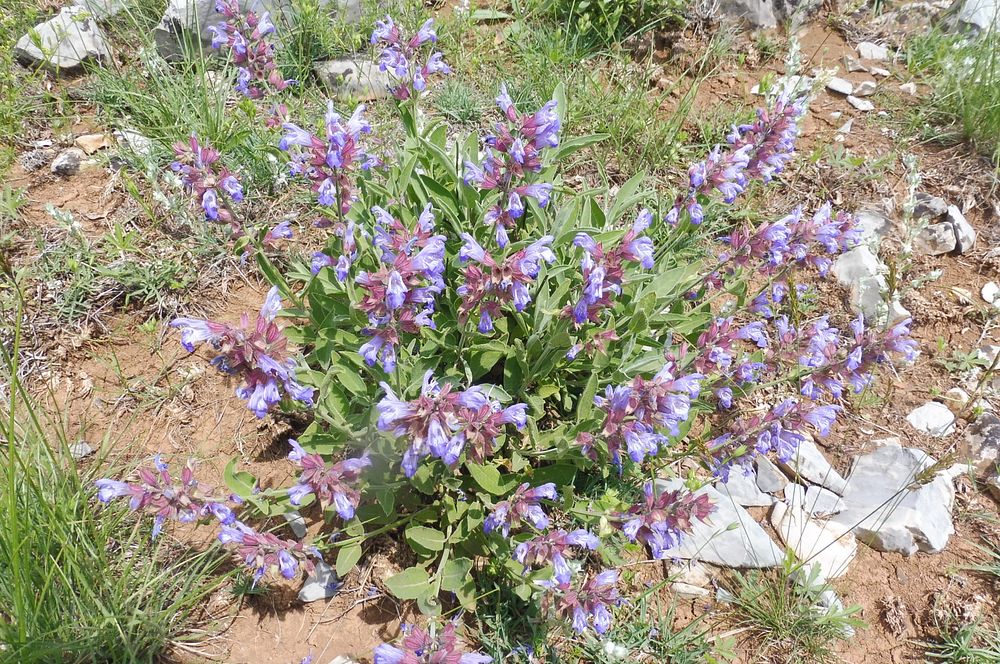Kytičkový zájezd do pohoří Velebit a do Dalmácie.