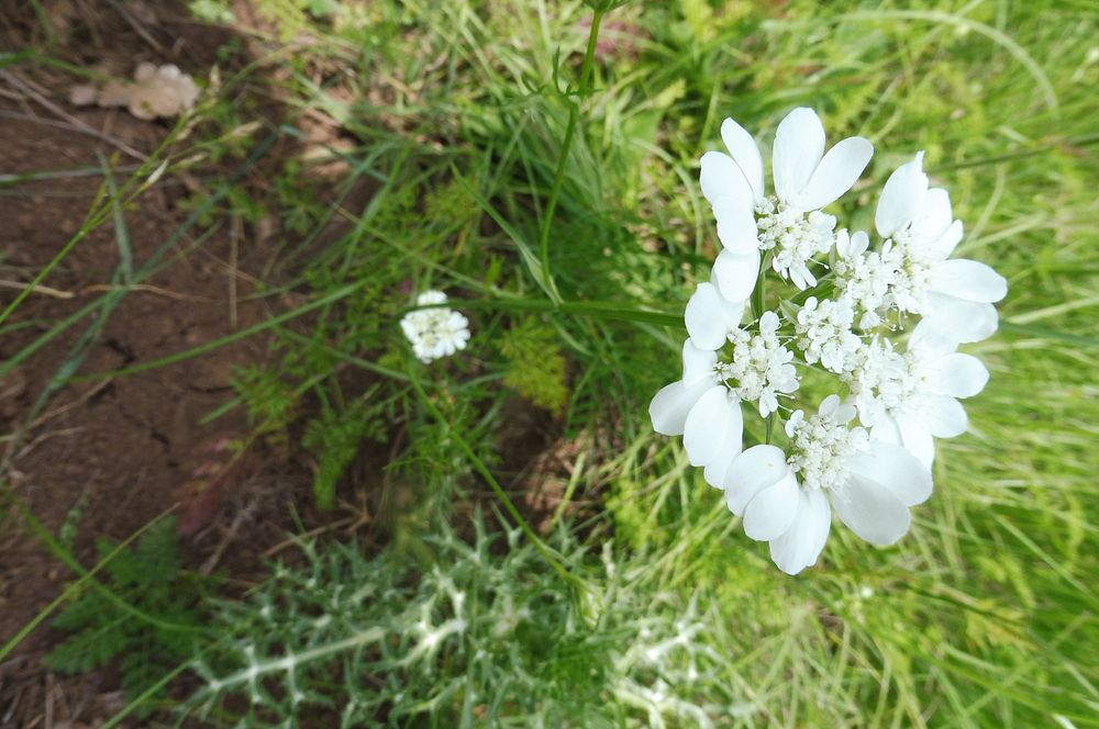 Kytičkový zájezd do pohoří Velebit a do Dalmácie.