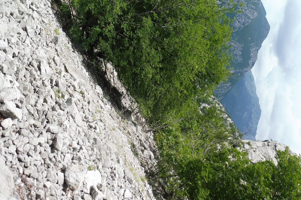 Kytičkový zájezd do pohoří Velebit a do Dalmácie.