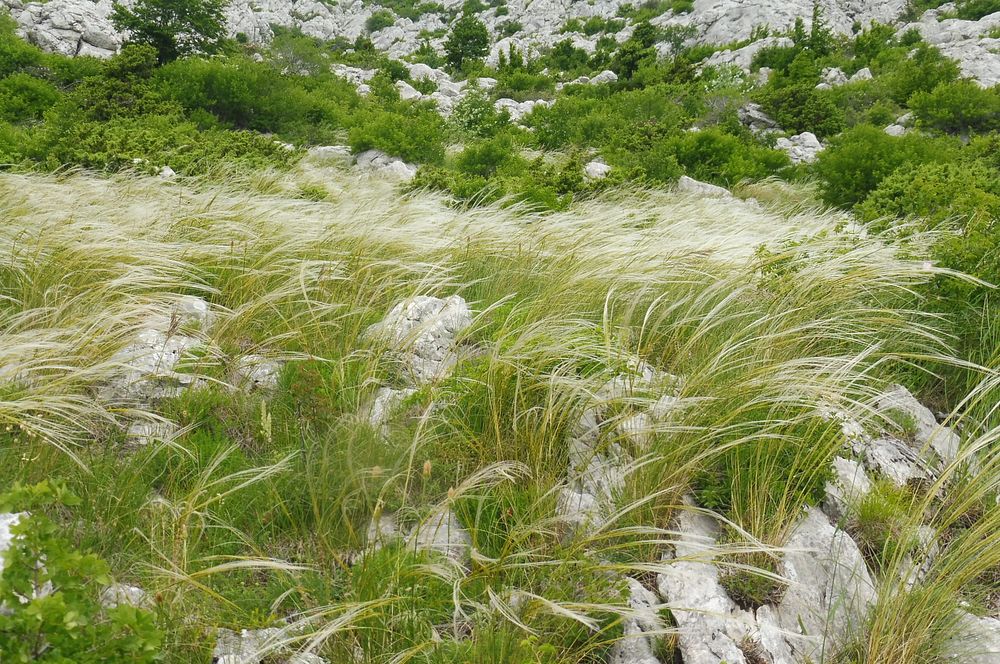 Kytičkový zájezd do pohoří Velebit a do Dalmácie.