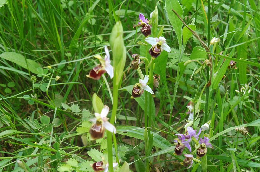 Kytičkový zájezd do pohoří Velebit a do Dalmácie.