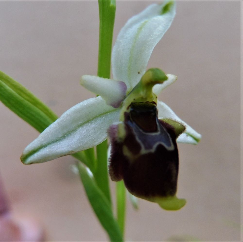 Kytičkový zájezd do pohoří Velebit a do Dalmácie.