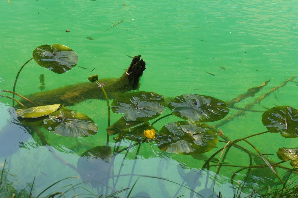 Kytičkový zájezd do pohoří Velebit a do Dalmácie.