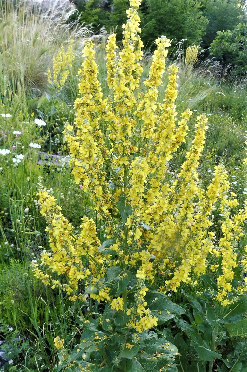 Kytičkový zájezd do pohoří Velebit a do Dalmácie.