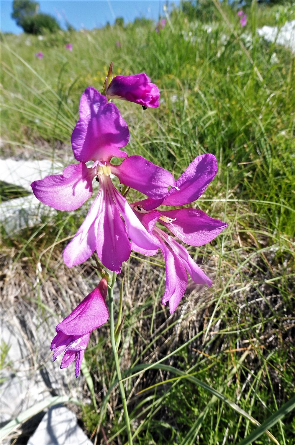 Kytičkový zájezd do pohoří Velebit a do Dalmácie.