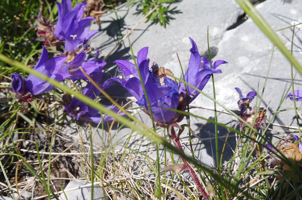 Kytičkový zájezd do pohoří Velebit a do Dalmácie.