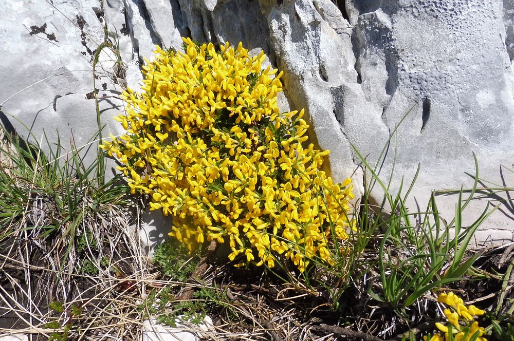 Kytičkový zájezd do pohoří Velebit a do Dalmácie.