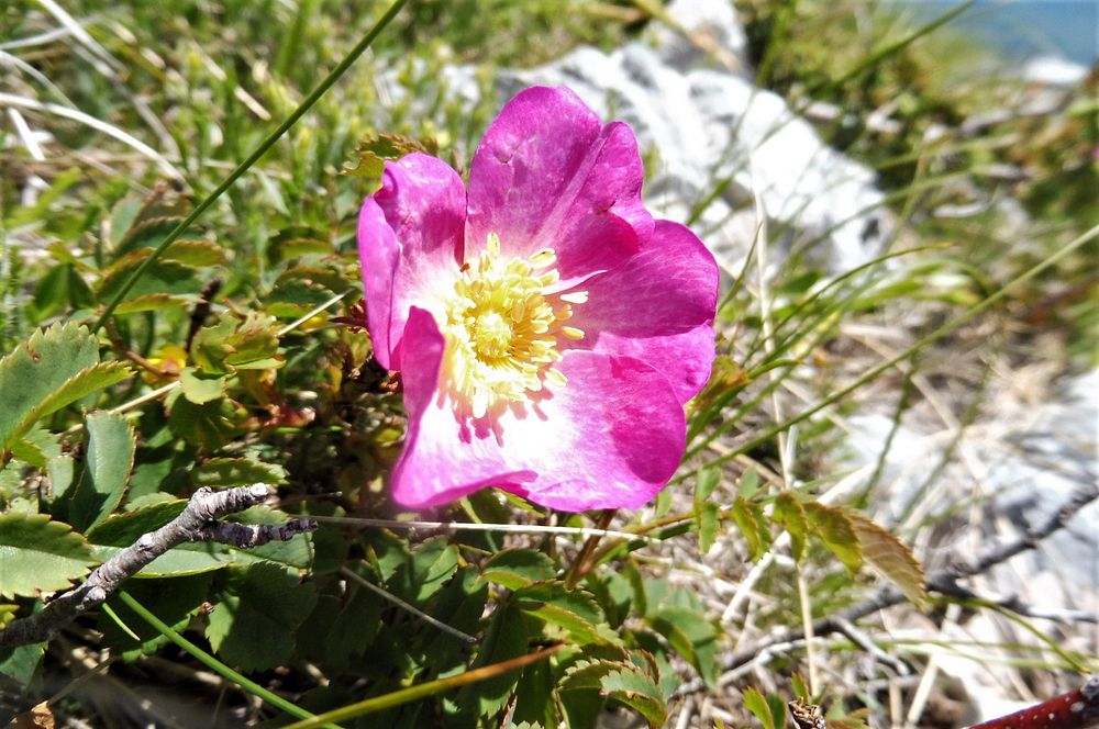 Kytičkový zájezd do pohoří Velebit a do Dalmácie.
