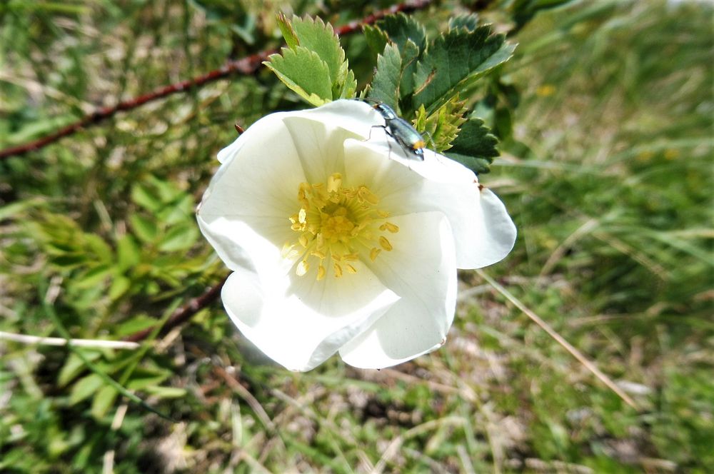 Kytičkový zájezd do pohoří Velebit a do Dalmácie.