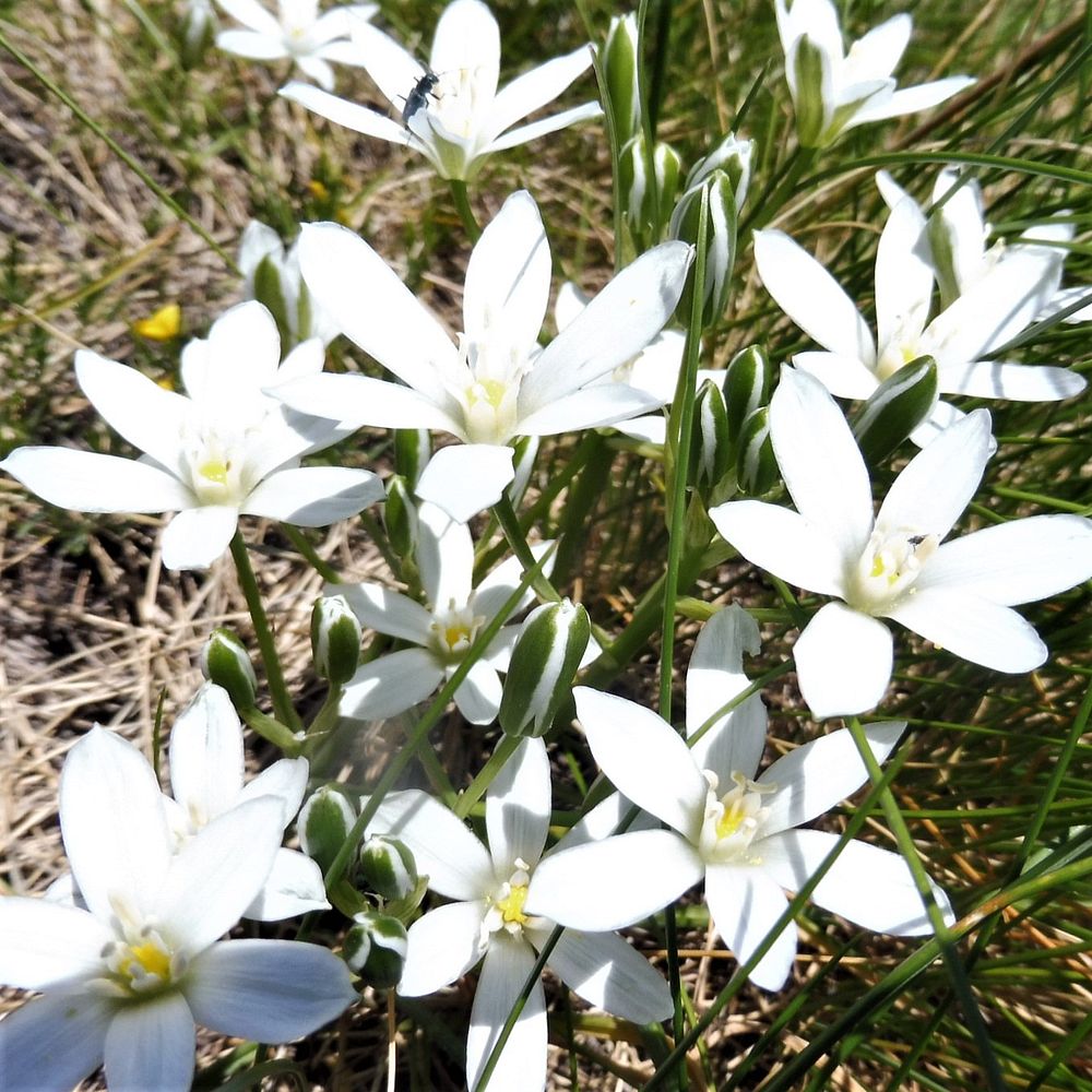 Kytičkový zájezd do pohoří Velebit a do Dalmácie.