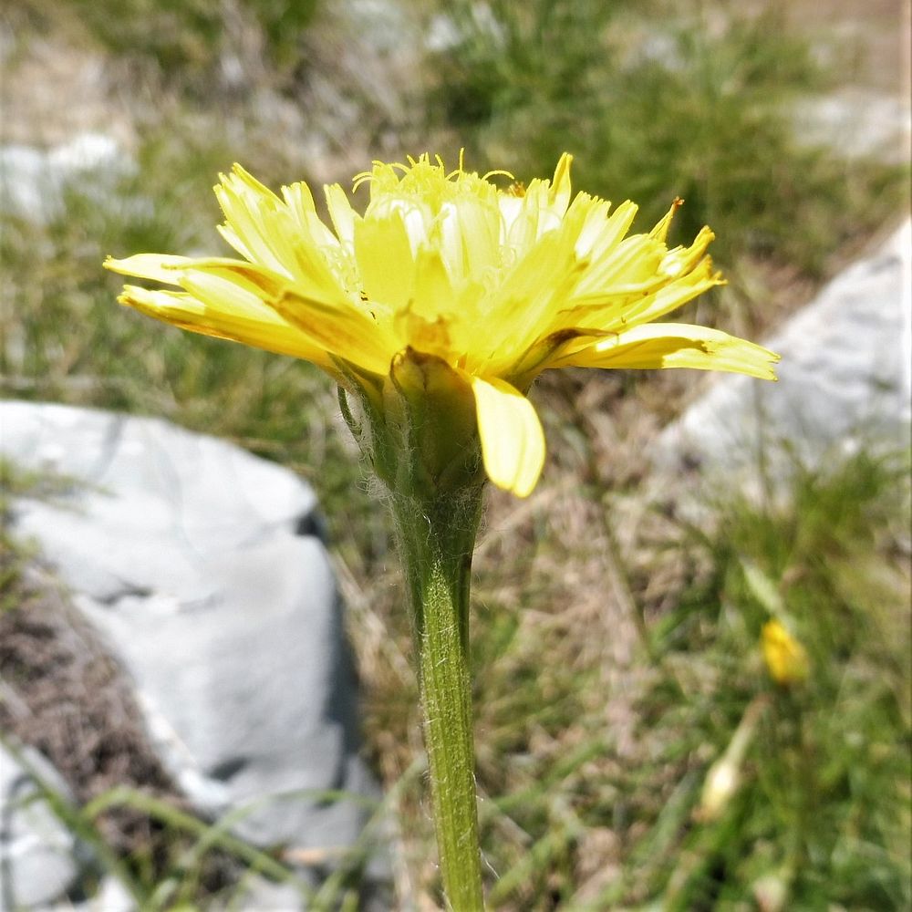 Kytičkový zájezd do pohoří Velebit a do Dalmácie.
