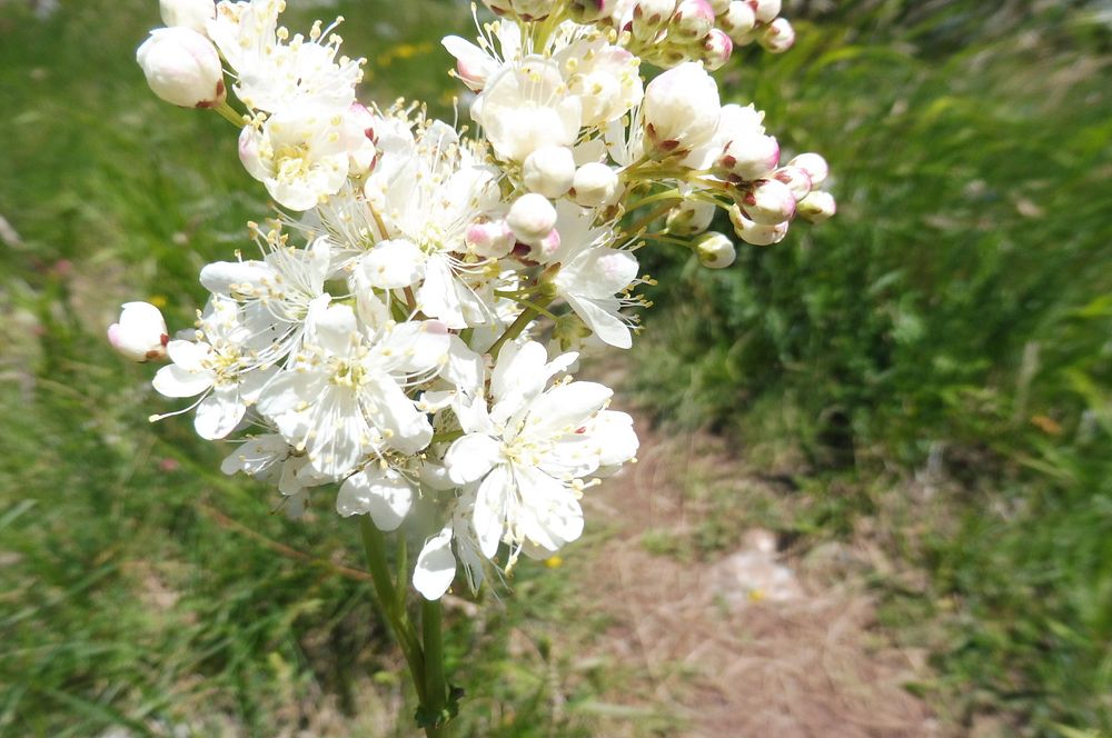 Kytičkový zájezd do pohoří Velebit a do Dalmácie.