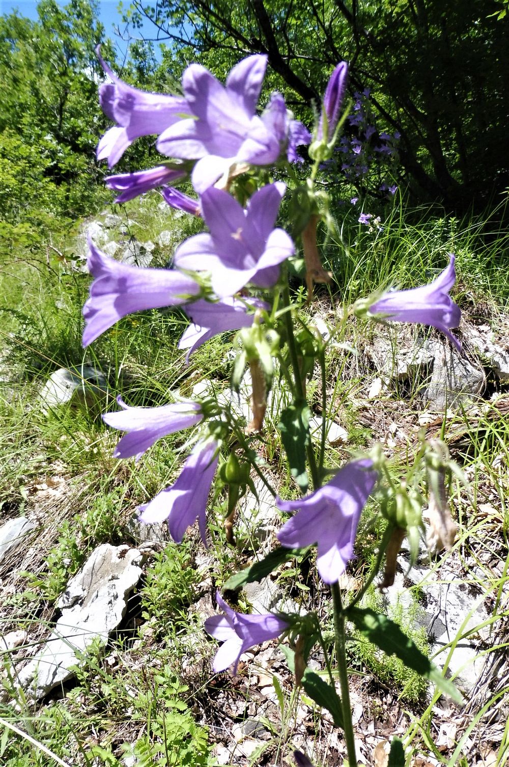 Kytičkový zájezd do pohoří Velebit a do Dalmácie.