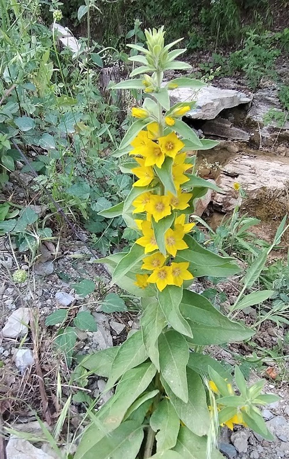 Jižní Albánie a splutí řeky Vjosy