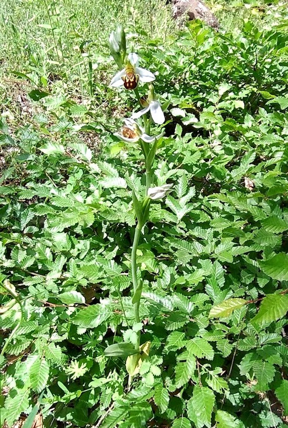 Jižní Albánie a splutí řeky Vjosy