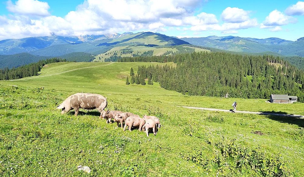 Kytičkový zájezd do hor severního Rumunska
