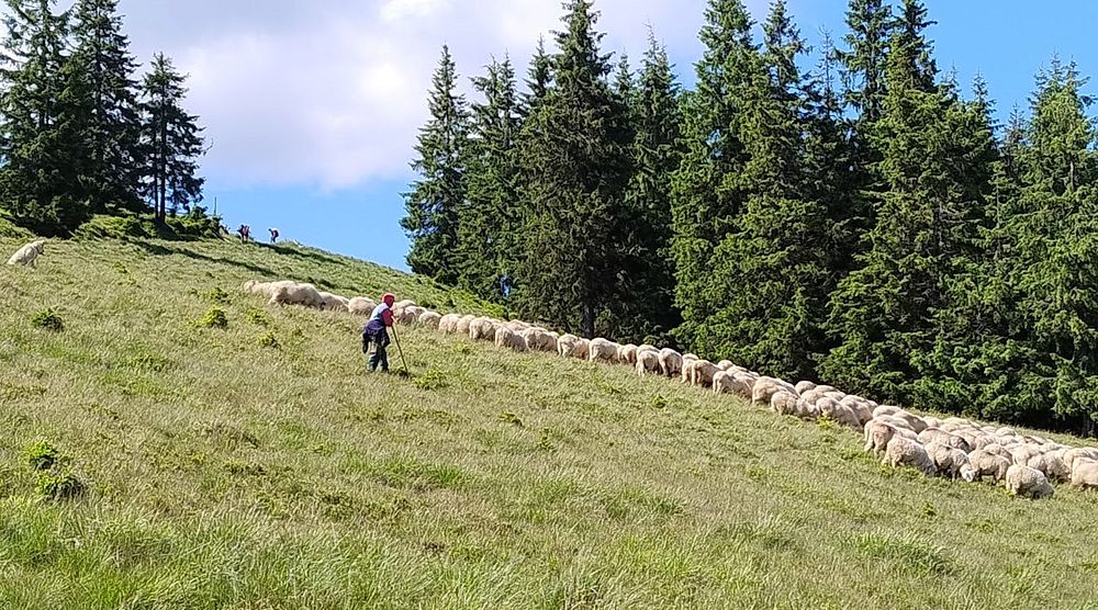 Kytičkový zájezd do hor severního Rumunska