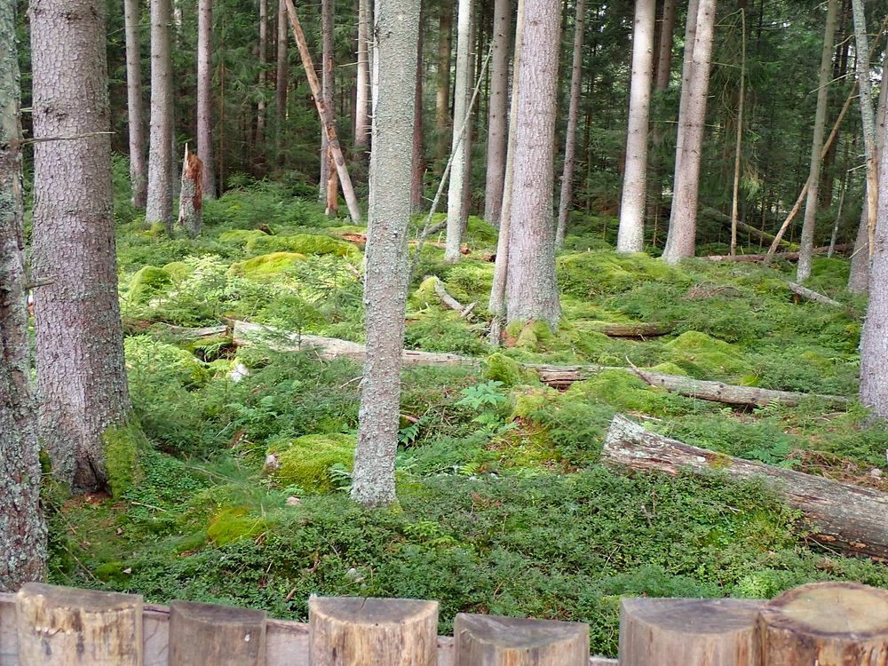 Novohradské hory kolem hranice