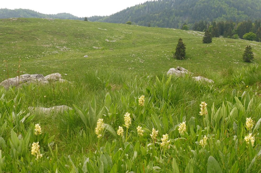 Kytičkový zájezd do pohoří Velebit a do Dalmácie.
