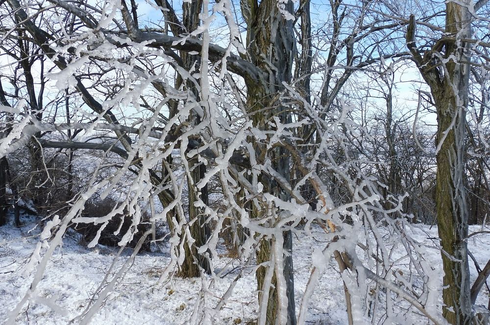  Oledovatělý  Výhon nad Židlochovicemi 