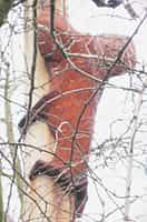 Fotodetail