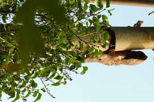 Fotodetail