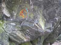Fotodetail