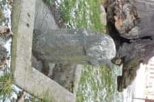 Fotodetail