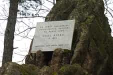 Fotodetail