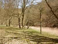 Fotodetail