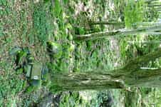 Fotodetail