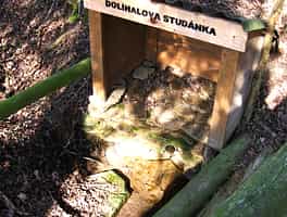 Fotodetail