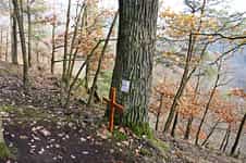 Fotodetail